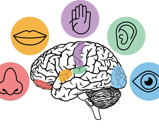 Sensory Sciences – Sensorische Wahrnehmung im Gehirn, © Sensory Sciences @FAU