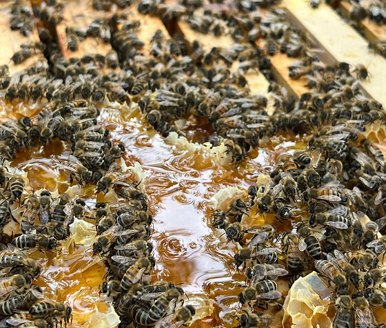 Was summt denn da? - Die geheime Welt der Honigbiene, © Ellora Braun