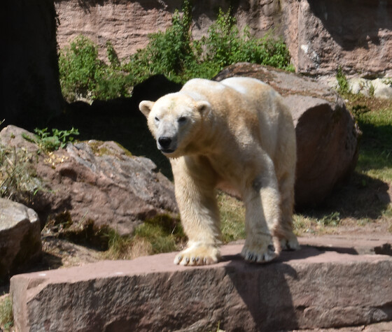 Eisbär KI – Wie das Verhalten einzelner Eisbären automatisch erfasst werden kann, © Ralph Simon