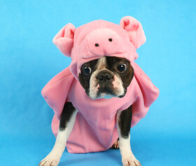 Anpacken statt Aufschieben: So zähmen Sie den „inneren Schweinehund“!, © © Annette Shaff | Shutterstock