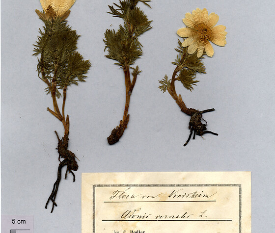 Wissensschatz Herbarium